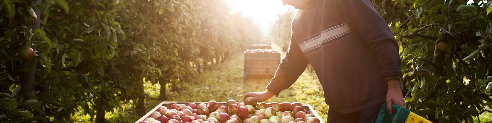 Mann erntet Äpfel im alten Land